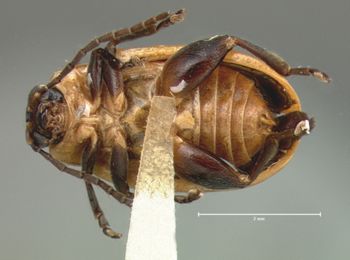 Media type: image; Entomology 18824   Aspect: habitus ventral view
